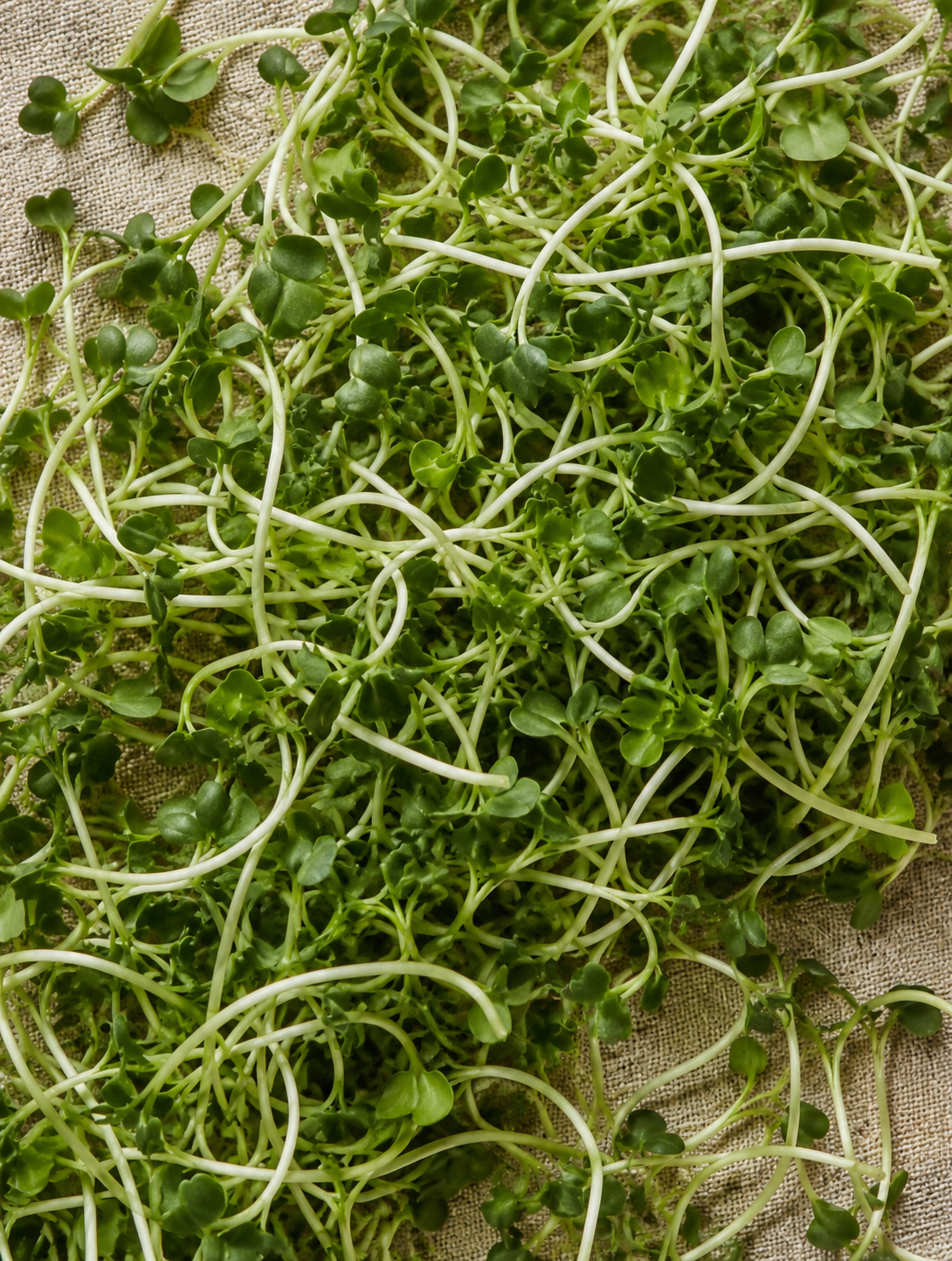 Broccoli sprouts photographed on a warm Foodna ingredient background.